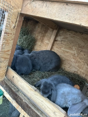 Vand iepuri Berbec German  - imagine 2