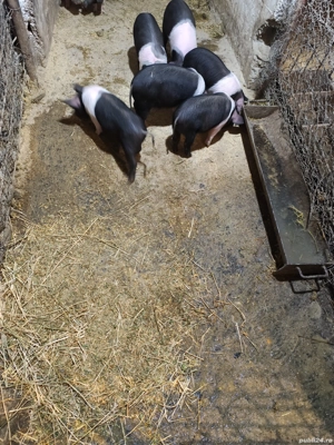 Purcei Bazna  - imagine 3 Purcei Bazna  - imagine 3