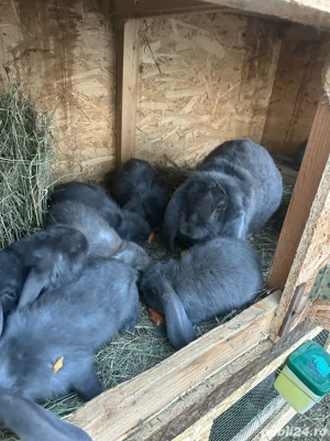 Vand iepuri Berbec German 