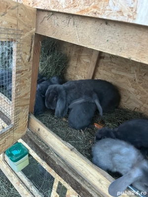 Vand iepuri Berbec German  - imagine 3