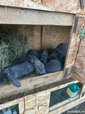 Vand iepuri Berbec German  - imagine 4