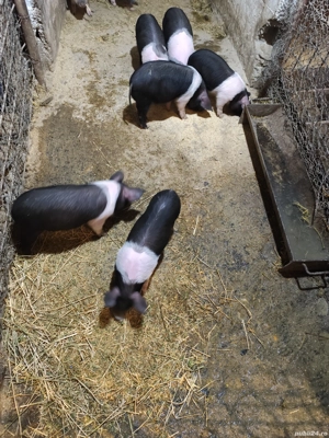 Purcei Bazna  - imagine 2 Purcei Bazna  - imagine 2