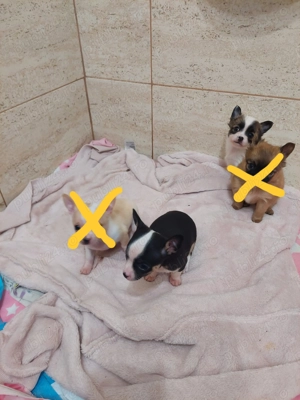 Vând pui chihuahua  - imagine 2 Vând pui chihuahua  - imagine 2