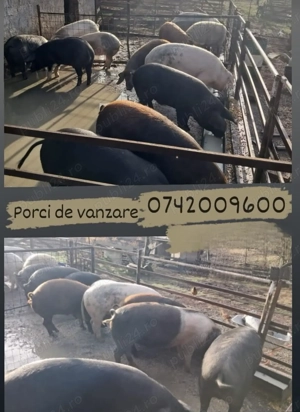 Porci de vanzare, intre 130 kg si 200 kg