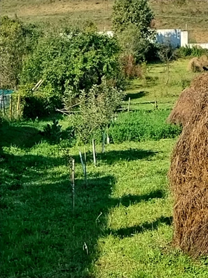 Teren intravilan, loc de casa - imagine 2
