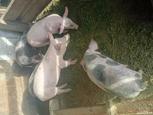 Vând purcei landras cu petrean