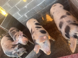 Vând porci de 130-150kg