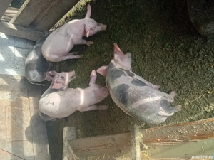 Vând purcei landras cu petrean - imagine 2