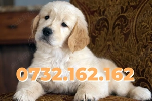 Cumpara legal Golden Retriever cu Factura-Garantie-Microcip-Inregistrare si Livrare la Bucuresti - imagine 2
