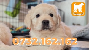 Golden Retriever pentru casa noua cu Factura,Microcip, Inregistrare-Garantie-Livrare la Iasi - imagine 2