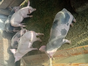 Vând purcei landras cu petrean - imagine 3