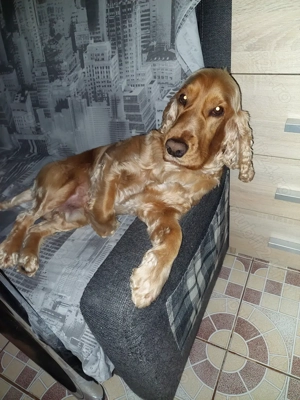 Coker spaniol   băiat