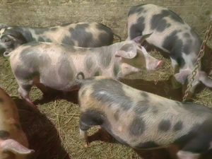 Șoldani 40 kg rasa de carne 