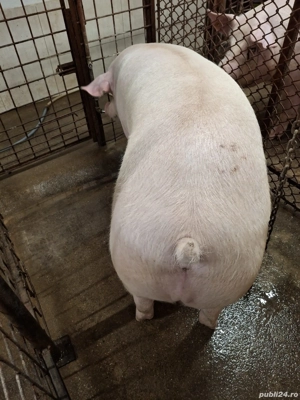 vînd porci - imagine 3