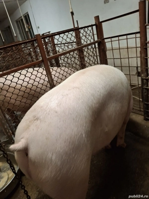 vînd porci - imagine 4