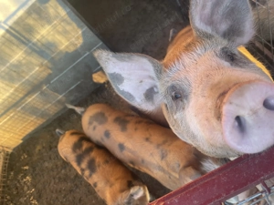 Vând purcei între 50-80kg