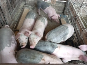 doi purcei de vanzare - 12 saptamani - imagine 2