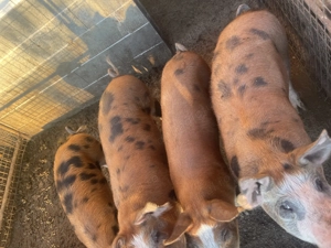 Vând purcei între 50-80kg - imagine 2 Vând purcei între 50-80kg - imagine 2