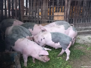 doi purcei de vanzare - 12 saptamani - imagine 3