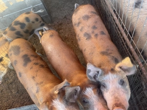 Vând purcei între 50-80kg - imagine 4 Vând purcei între 50-80kg - imagine 4