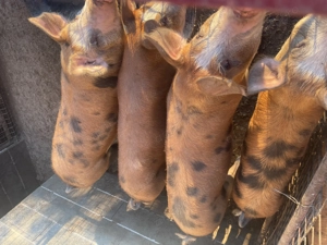 Vând purcei între 50-80kg - imagine 3 Vând purcei între 50-80kg - imagine 3