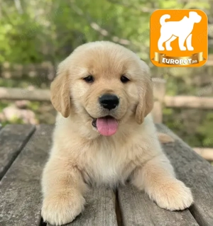 Cumpara legal Golden Retriever cu Factura-Garantie-Microcip-Inregistrare si Livrare la Bucuresti - imagine 3