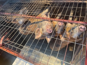 Vând purcei între 50-80kg - imagine 5 Vând purcei între 50-80kg - imagine 5