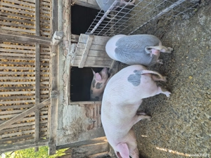 De vânzare tot ce se vede  - imagine 2 De vânzare tot ce se vede  - imagine 2