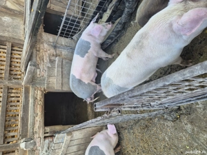 De vânzare tot ce se vede  - imagine 4 De vânzare tot ce se vede  - imagine 4