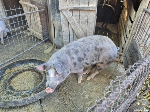 De vânzare tot ce se vede  - imagine 3 De vânzare tot ce se vede  - imagine 3