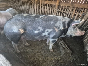 De vânzare tot ce se vede  - imagine 5 De vânzare tot ce se vede  - imagine 5