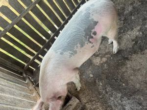 Porc de vanzare - imagine 2 Porc de vanzare - imagine 2