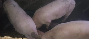 Porci de vânzare!!