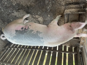 Porc de vanzare - imagine 3 Porc de vanzare - imagine 3