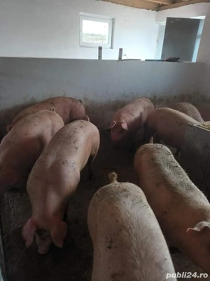 porci de carne  - imagine 4 porci de carne  - imagine 4