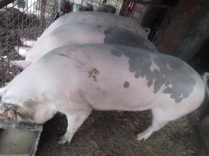 Vând 3 porci mari - imagine 2 Vând 3 porci mari - imagine 2