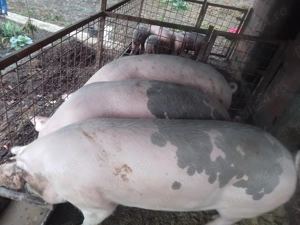 Vând 3 porci mari - imagine 3 Vând 3 porci mari - imagine 3