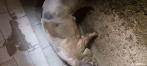 Porc pt. tăiat și-a rupt piciorul  - imagine 3 Porc pt. tăiat și-a rupt piciorul  - imagine 3