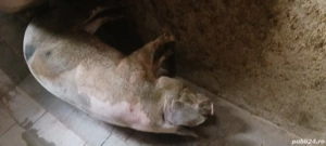 Porc pt. tăiat și-a rupt piciorul  - imagine 2 Porc pt. tăiat și-a rupt piciorul  - imagine 2