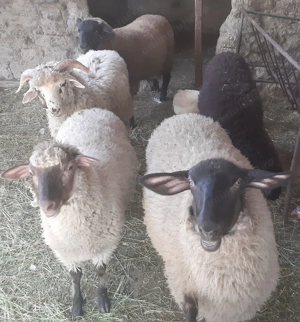 Berbecuți de vânzare