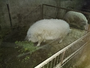 Vând porci mangalița  - imagine 2