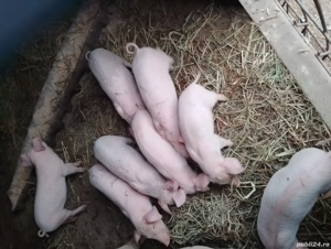 Purcei Landrace - imagine 2