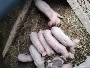 Purcei Landrace - imagine 5