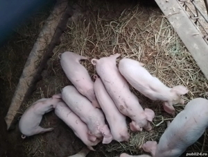 Purcei Landrace - imagine 3