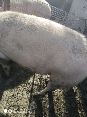 Porc de vânzare - imagine 2