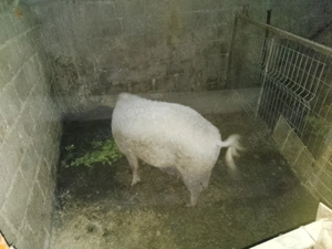 Vând porci mangalița  - imagine 4