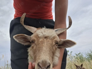 Berbeci si oi ratca - imagine 2