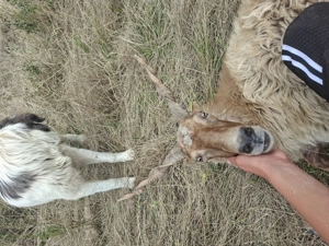 Berbeci si oi ratca - imagine 3