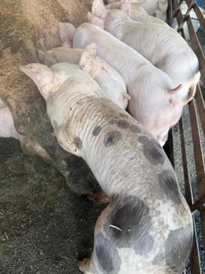 Purcei Malb x Pietrean , calitate top vaccinati si deparazitati. - imagine 3