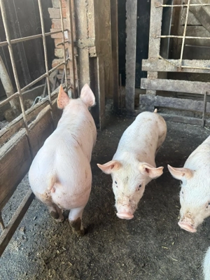 Purcei Malb x Pietrean , calitate top vaccinati si deparazitati.